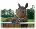 Club H�pico A�ezcar - Paseos en caballo en A��zcar - Navarra
