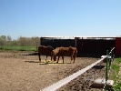 H�pica Solera - Rutas en caballo en Madrid - Madrid
