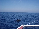 CATAMARAN CHARTER FORNELLS - Deportes de aventura en Fornells - Menorca