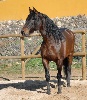 Paseos en caballo Burgos - Caballos de San Leonardo