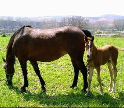 Nuestros caballos