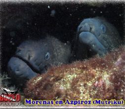 Par de Morenas