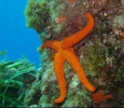 Buceo en Almería