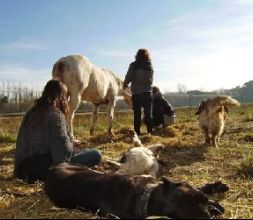 Perros, caballos y hombres en harmonía