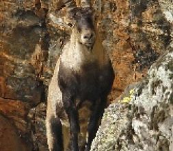 Rutas Observación de Fauna. Macho Montes