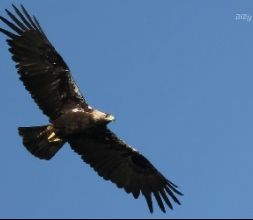 Aguila Imperial. Rutas Birding.