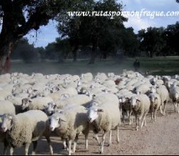 Senderismo Ruta Transumancia. 