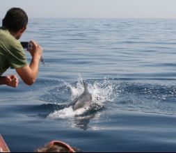 Avistamiento de delfines y ballenas