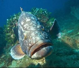 Buceo en Las Islas Medas