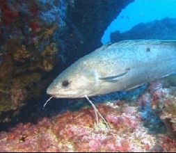 Cursos de buceo