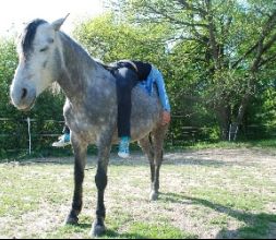 Relajacion coaching con caballos