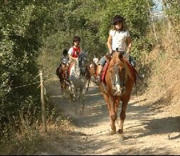 Paseos en caballo