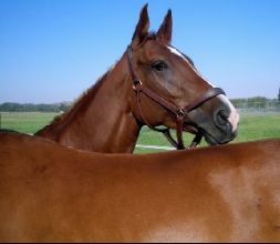 Disfruta del mundo del caballo