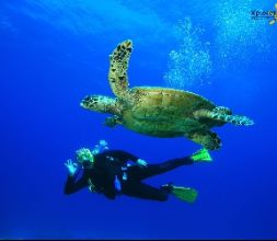 Bautizo de Buceo con Tortugas