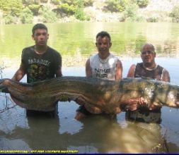 PESCA Y GUIA DEL SILURO