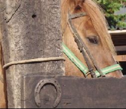 Nuestros caballos