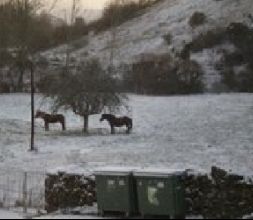 Paseos en caballo