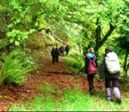 Excursiones por los bosques de Asturias