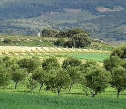 Aceite de oliva en Rioja Alavesa
