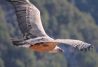 buitre leonado sobrevolando peña rocosa.