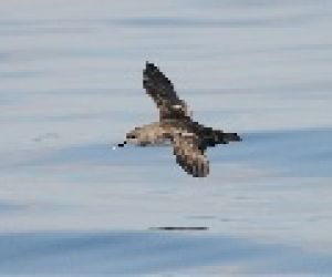 Balearic Shearwater Tours Empresa Balearic Shearwater Tours