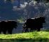 Un dia de Campo y Toros en Sierra Morena - Empresa en Santisteban del Puerto