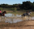 Doñana Horse Adventure - Empresa en El Rocío