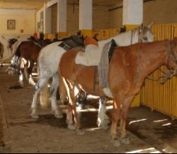 Pupilaje de caballos en Vielha