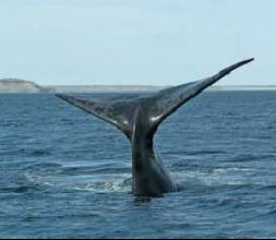 avistamiento de cetaceos 