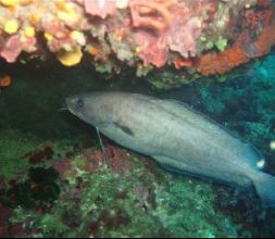 Buceo en Llafranc