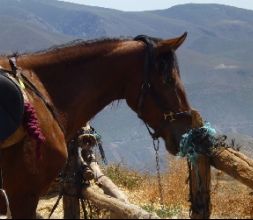 Caballo Andalucian horse