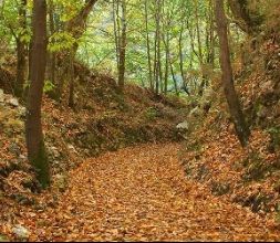 Otoño entre castaños