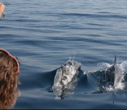 Avistamiento de delfines y ballenas 