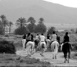 Paseos a caballo