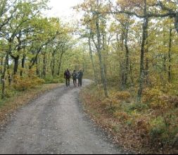 Excursiones guiadas