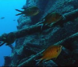Buceo