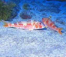 Buceo en Gran Canaria