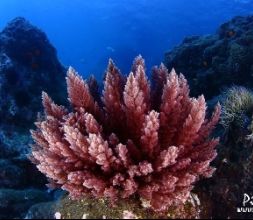 Escuela de buceo en Roquetas de mar