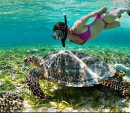 Snorkel con tortugas