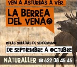 La berrea del venado en Asturias