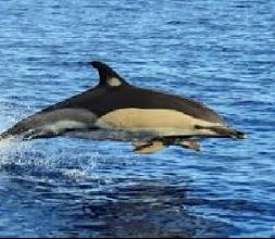 jugando con los delfines