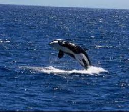 avistando orcas