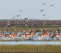 Doñana Nature