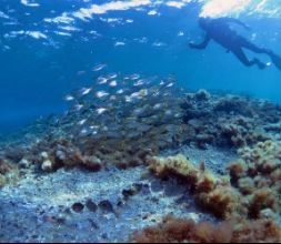 Zeus Dive Center buceo en Arinaga 