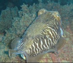 Buceo en Nerja