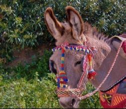 Burro enjaezado a la arriera.