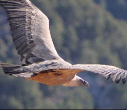 buitre leonado sobrevolando peña rocosa.