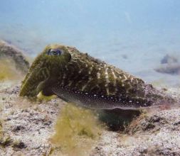 immersion con black frog divers el mejor centro de buceo en Espana