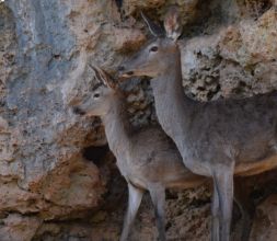 Zoo de Fauna autóctona