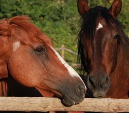 Rutas a caballo en Sigüenza